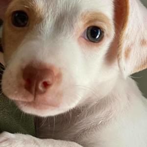 Meet your Posher, Rainier